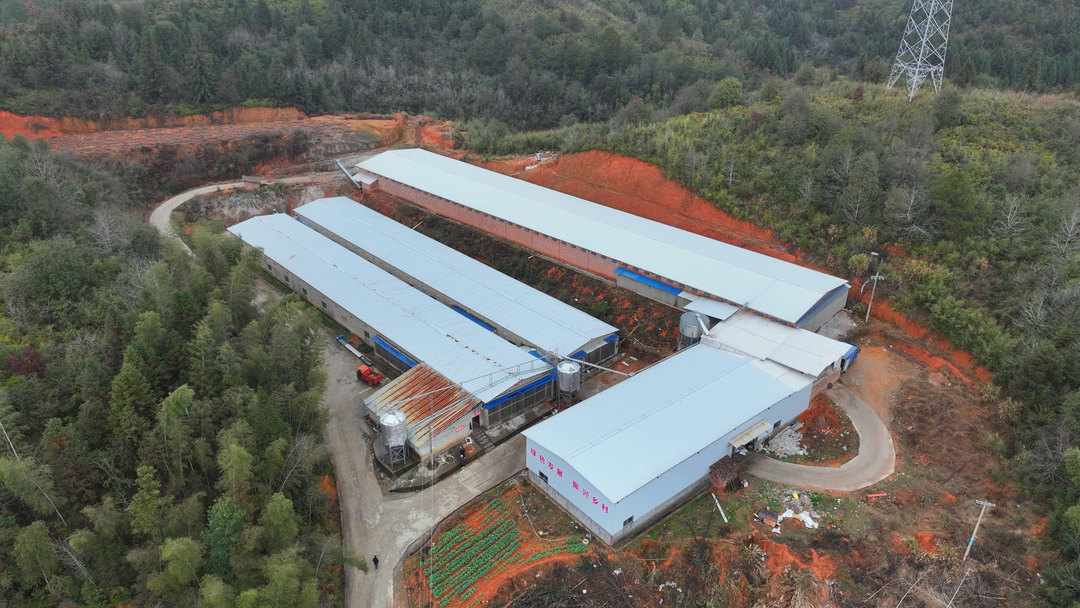 黎川：智能养殖新“鸡”遇 铺就乡村振兴“金色路”